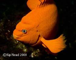 Show me your fins. I caught this Garibaldi at Santa Cruz ... by Kip Nead 